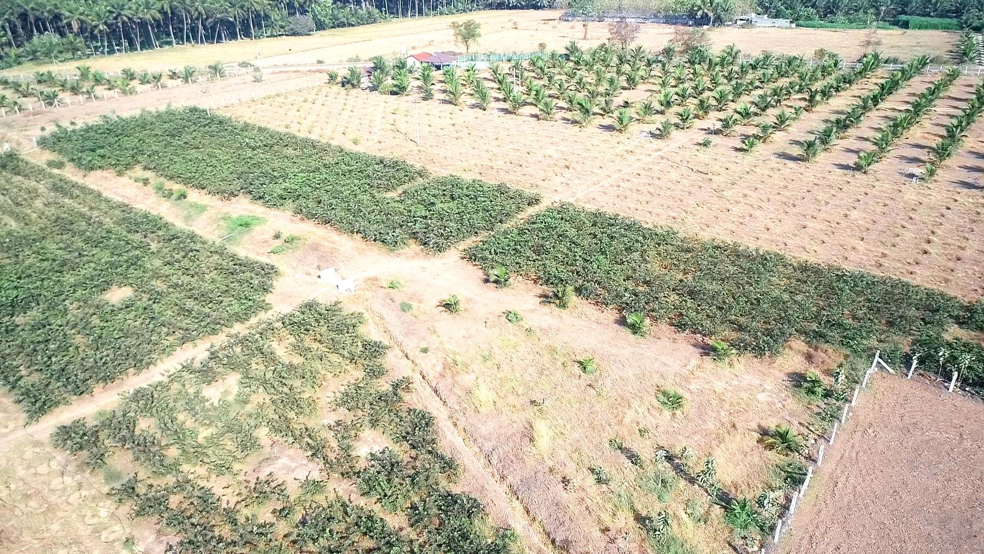 REAL VALUE GOLDEN FARMS - Thumbnail 10