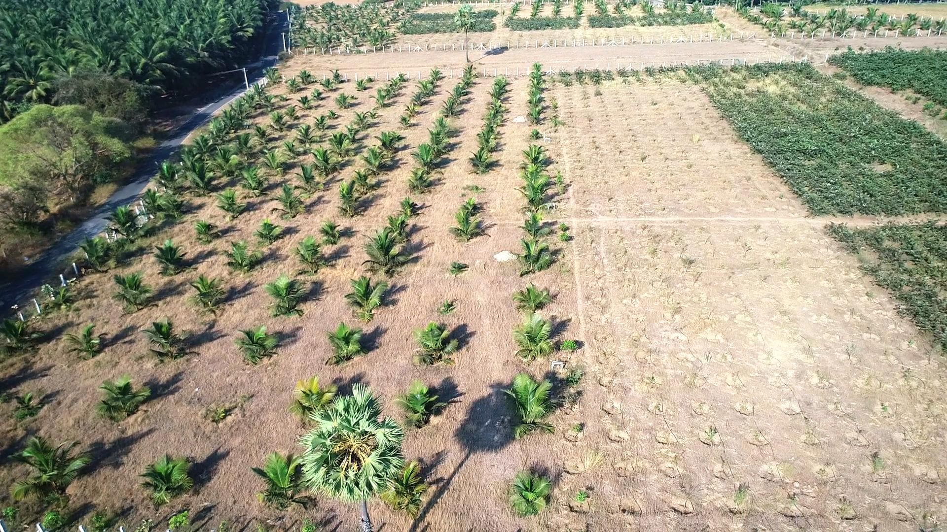 REAL VALUE GOLDEN FARMS - Thumbnail 3