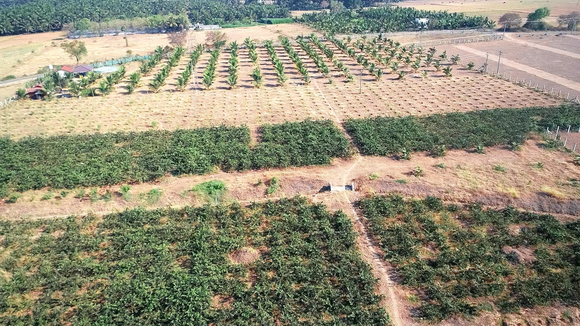 REAL VALUE GOLDEN FARMS - Thumbnail 8