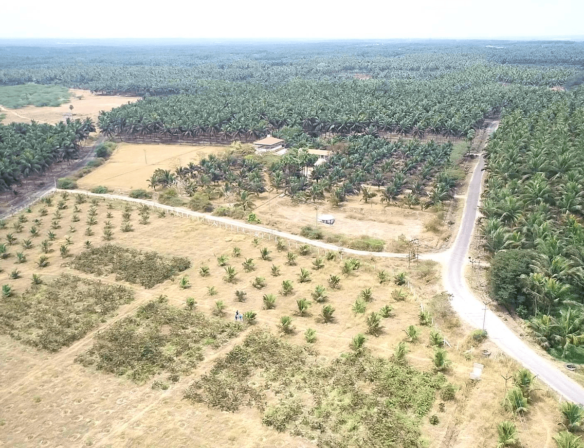 REAL VALUE GOLDEN FARMS